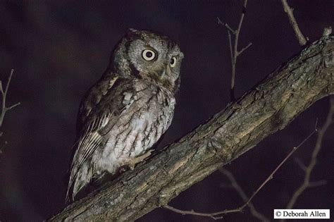 scary bird sounds|bird that screeches at night.